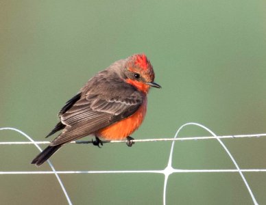 Vermilion flycatcher