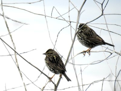 A pair of savannah sparrows perched near the water's edge. photo
