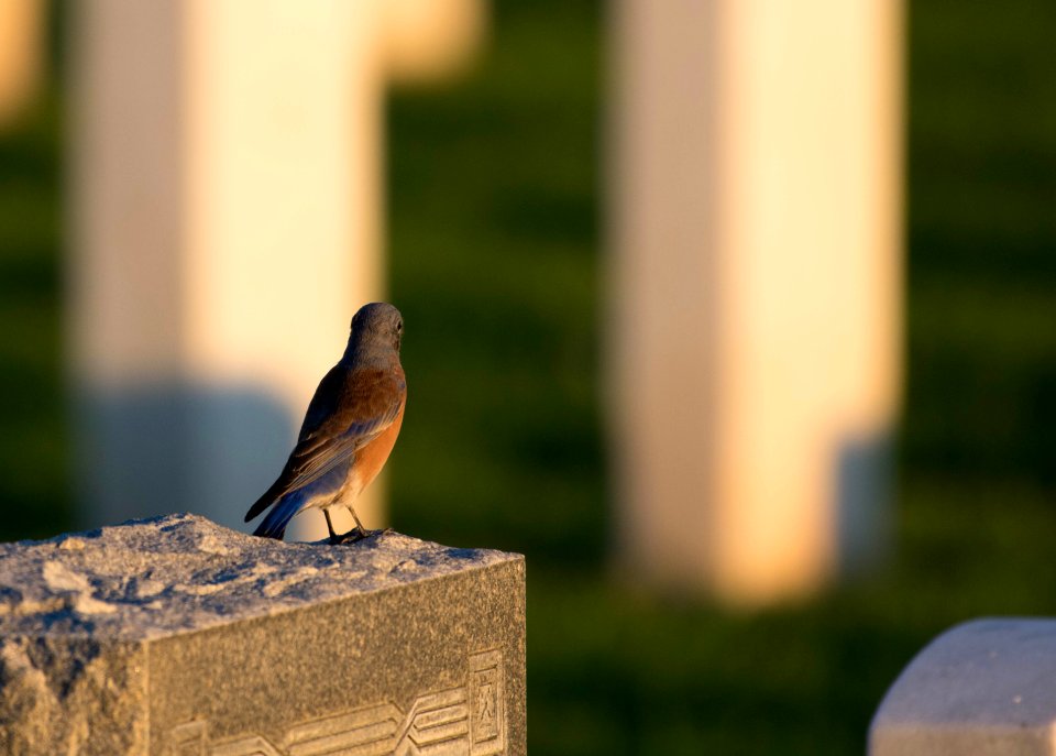 Pensive western bluebird