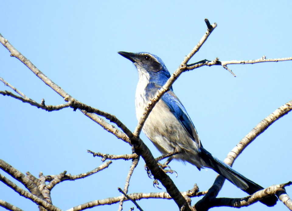 A California scrub-jay