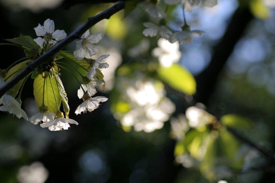 White flower light