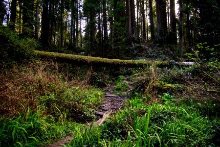 Along the trail at Sequoia Park
