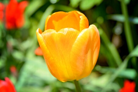 Bloom orange spring flower