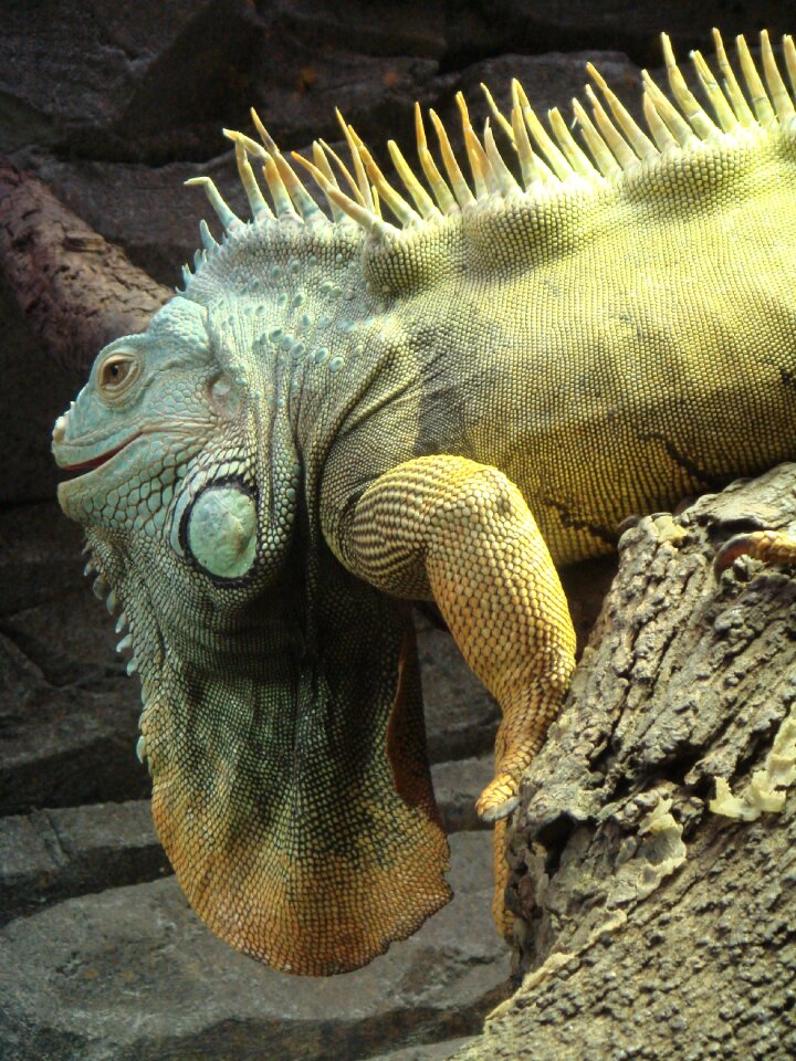 Wild tropical herbivore