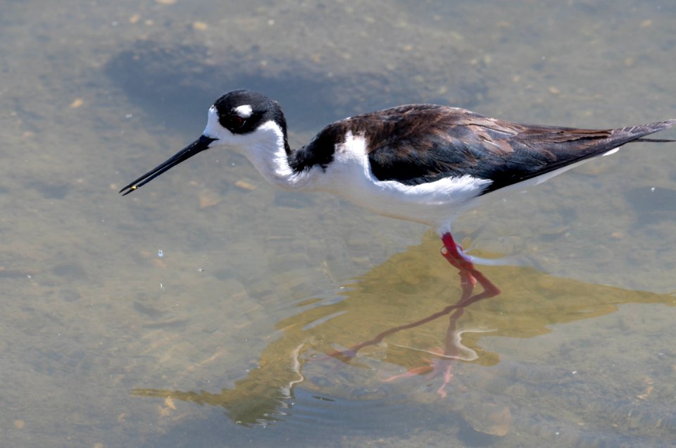 Black-necked stilt