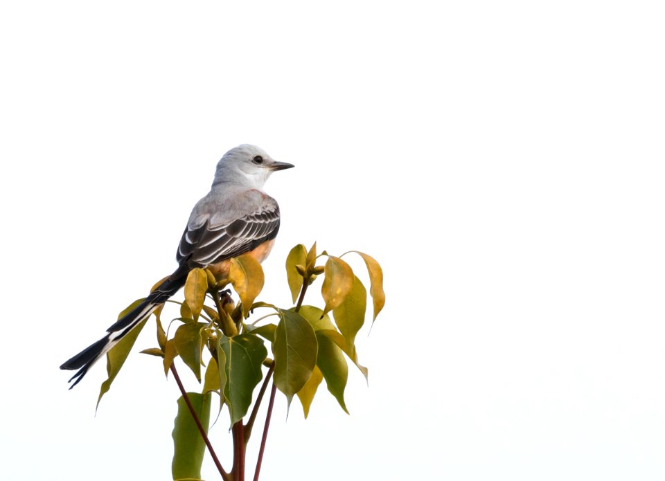 Scissor-tailed flycatcher