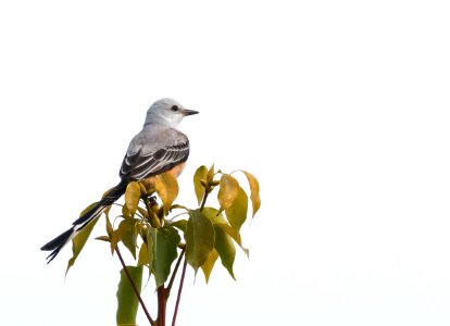 Scissor-tailed flycatcher