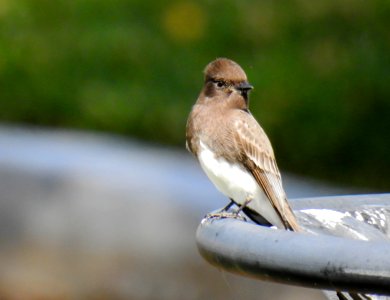 Black phoebe photo