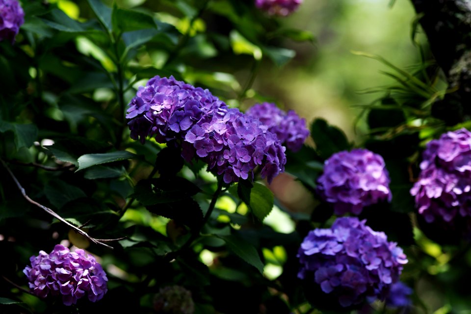 アジサイ(紫陽花, Ajisai)