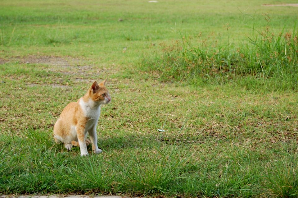 Photography School Exposure Cat (20)