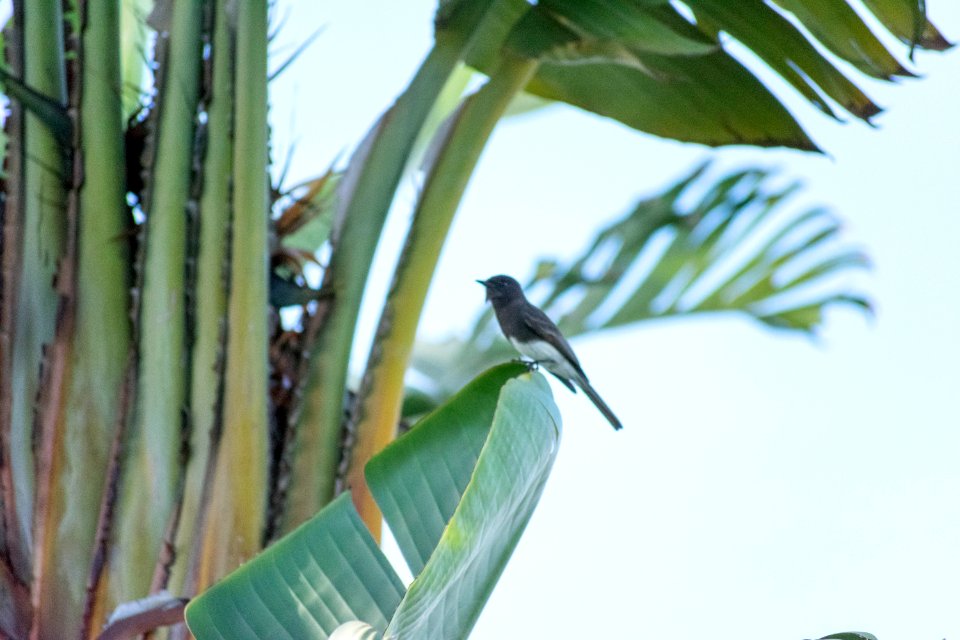 A black phoebe, perching a moment before darting off.