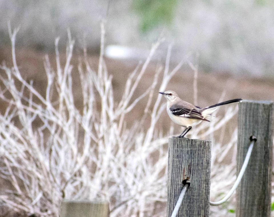 A perched northern mockingbird between songs.