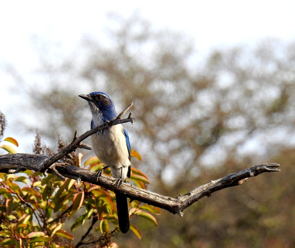 A California scrub-jay posing for us very close by the trail