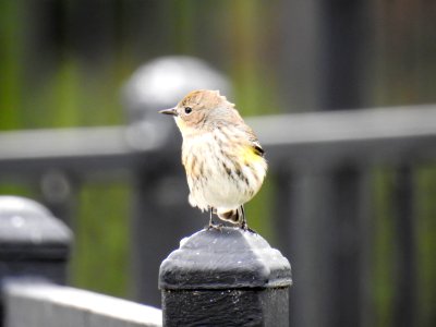 Audubon's yellow-rumped warbler