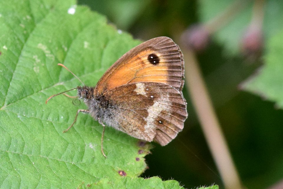 Gatekeeper 2 photo