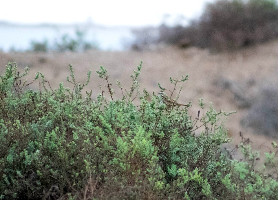 A song sparrow hides itself amid the brush.