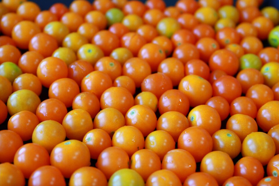 Small tomatoes yellow tomato