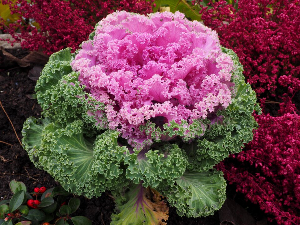 Fraktalähnlich fractal ornamental vegetables