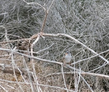 A white-crowned sparrow pausing briefly on a branch before darting underbrush