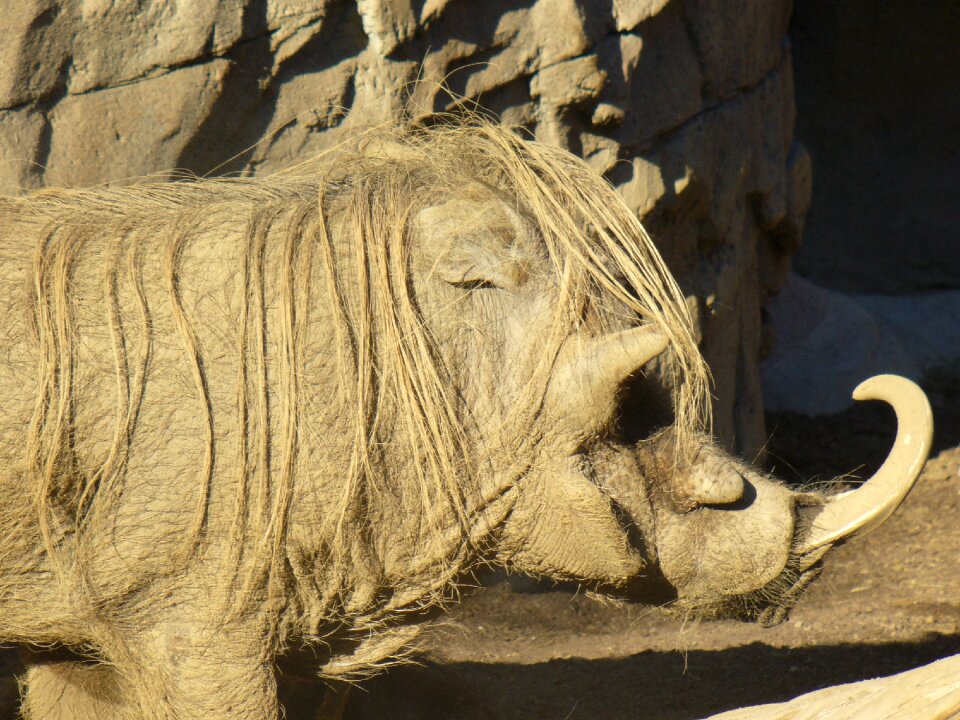 Animal wildlife tusk
