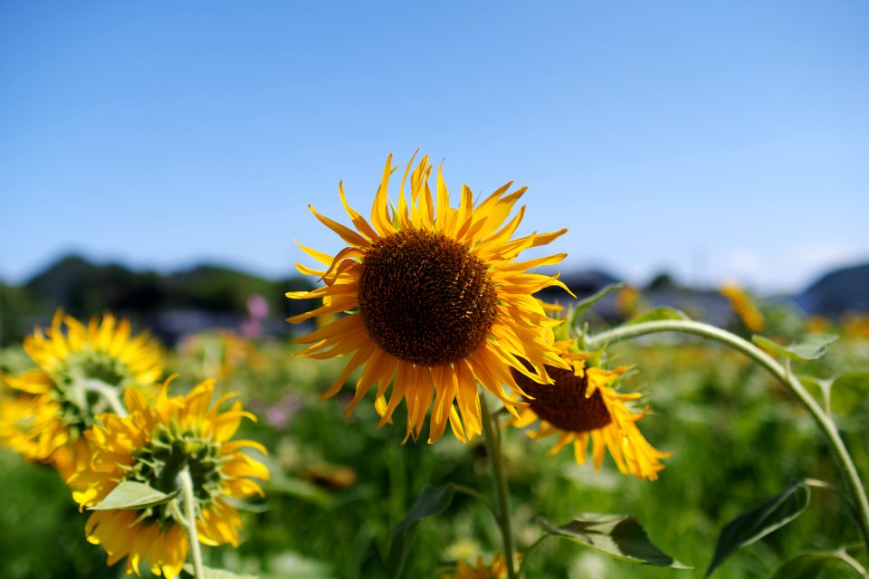 ひまわり(向日葵, Sunflower)