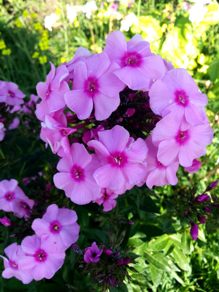 Phlox
