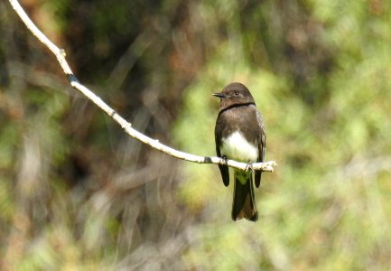 A black phoebe perched on the edge of a branch