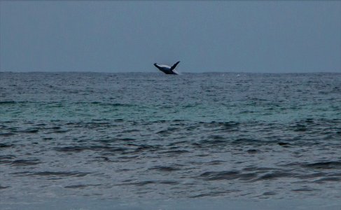 Fraser Island - Australia photo