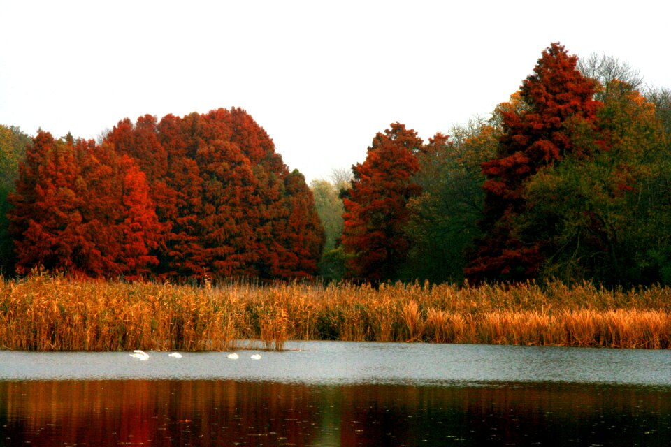 Swan reflection red