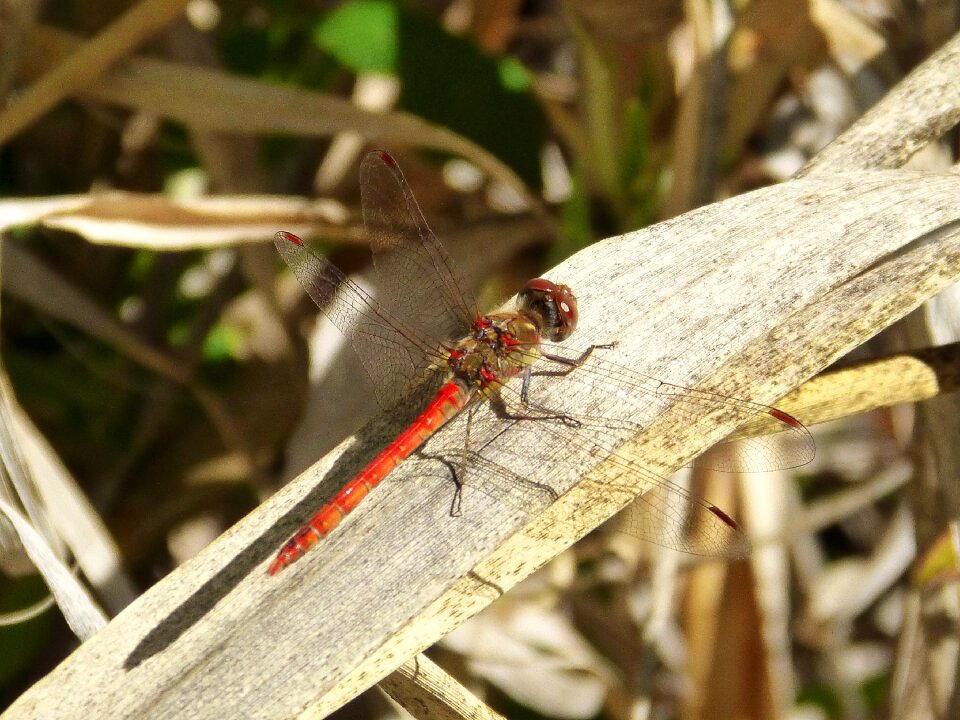Red dragonfly branch beauty