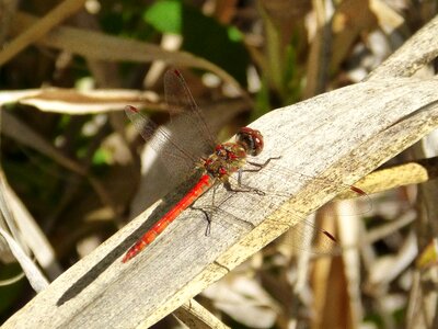 Red dragonfly branch beauty