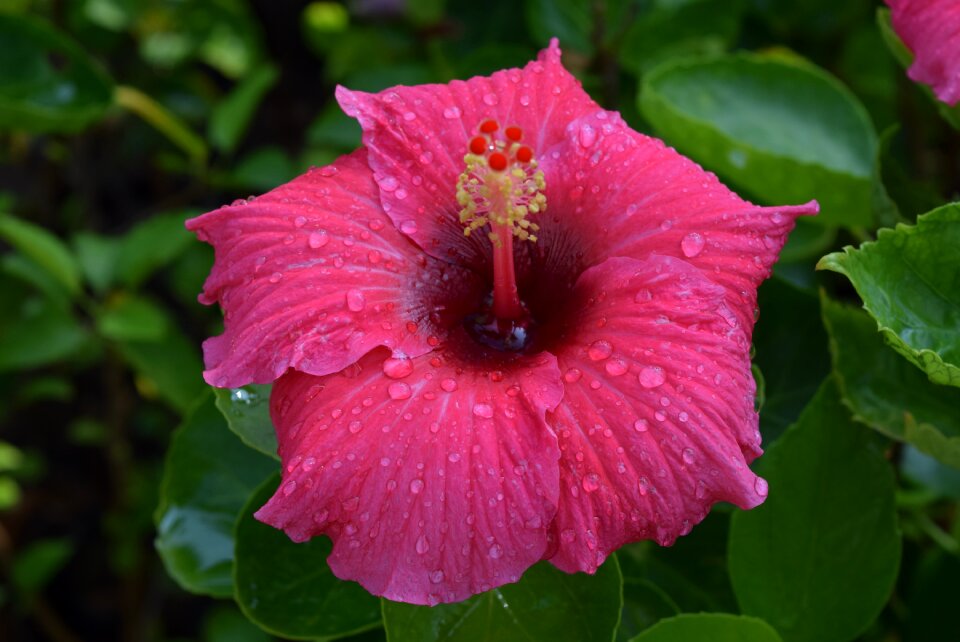 Hibiscus rosa-sinensis flower pink