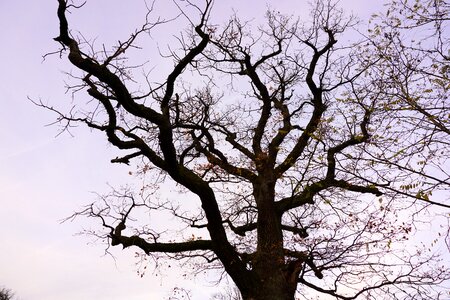 Bark old oak nature photo