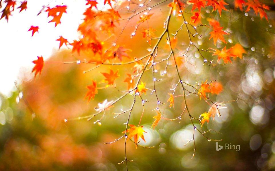 Maple leaves in autumn