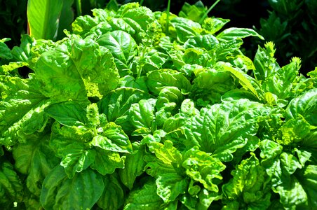 Basil summer green
