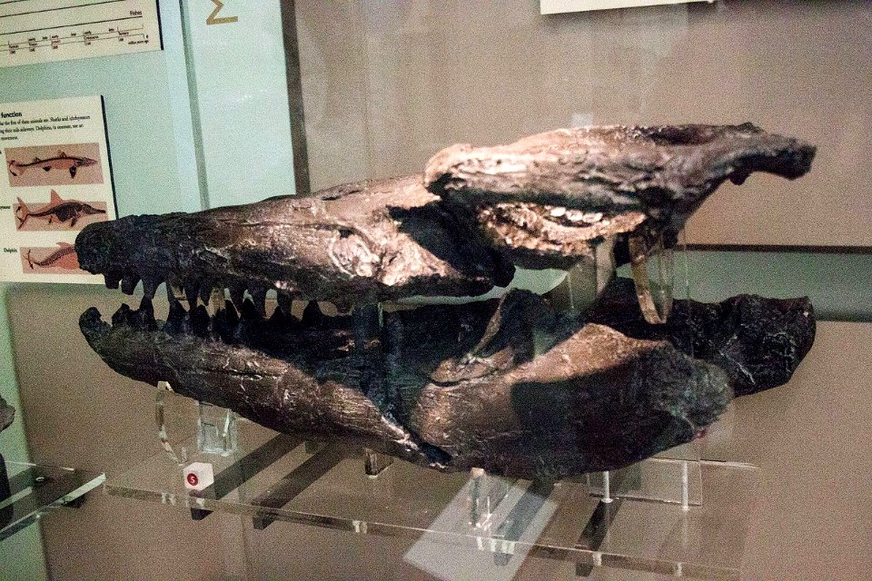Auckland War Memorial Museum, Mosasaur head 2016-01-21