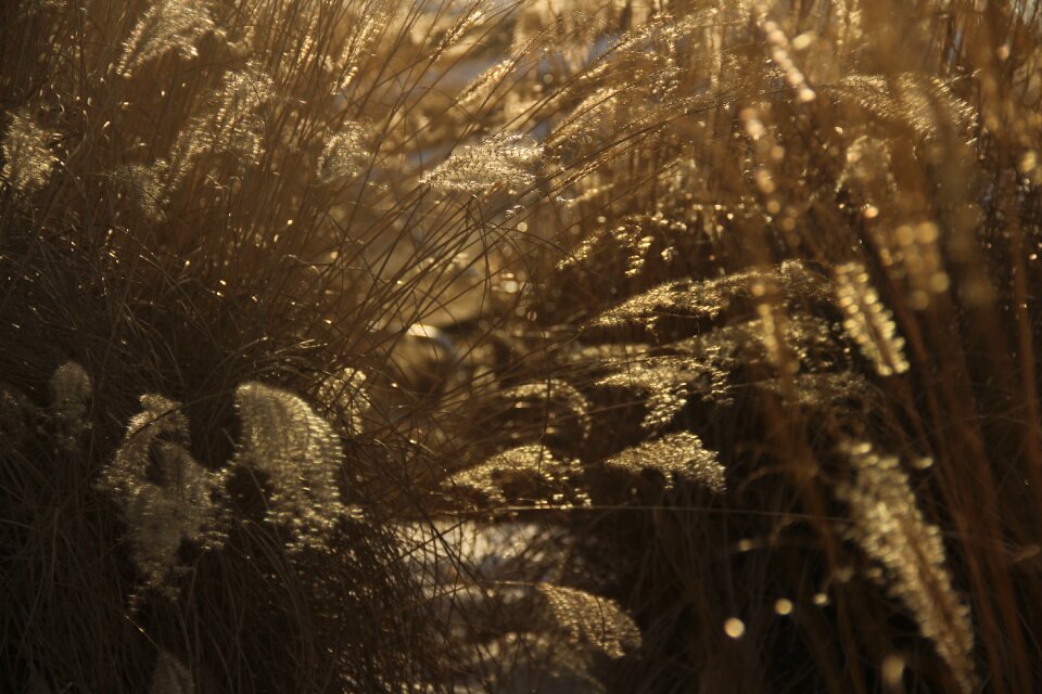Nature landscape sunlight