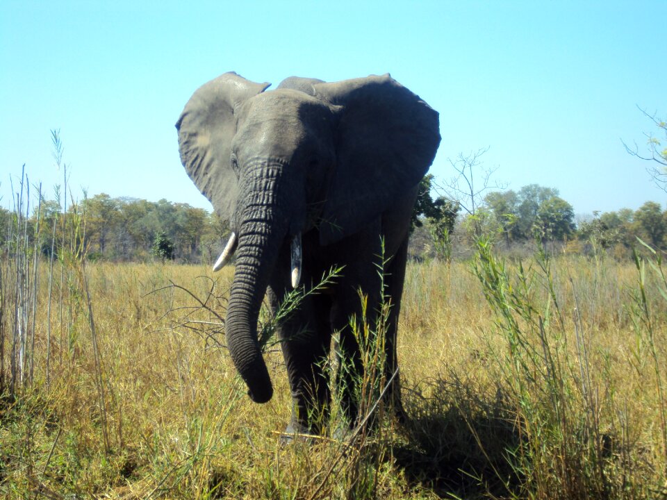 Elephant malawi wildlife