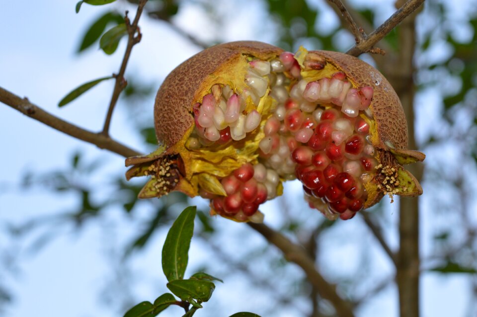 Agriculture cultivate healty food