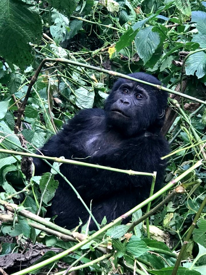 Gorilla in the Wild
