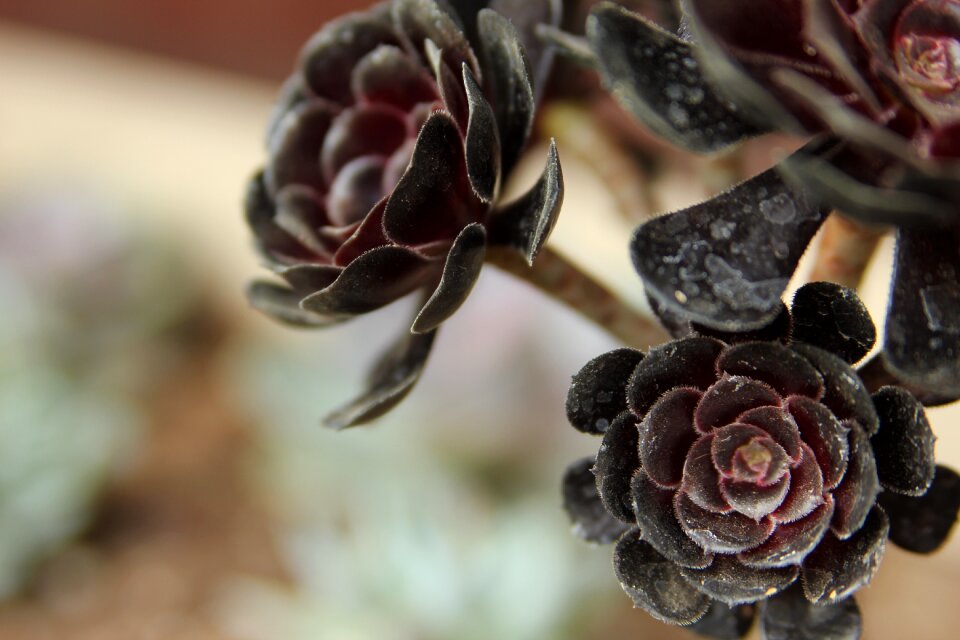 Garden black flower unusual flower