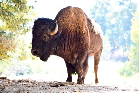 Animal mammal wildlife
