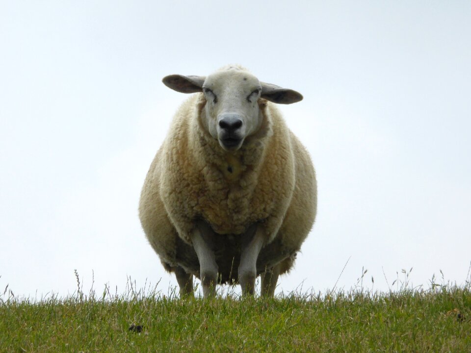 North sea grass lookout