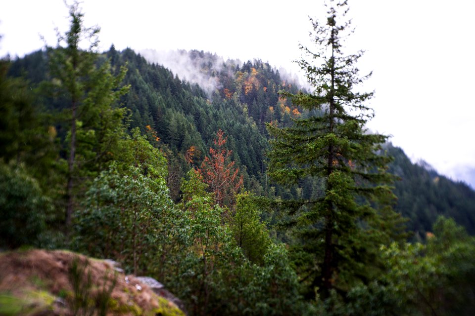 Mt. Rainier national park 8