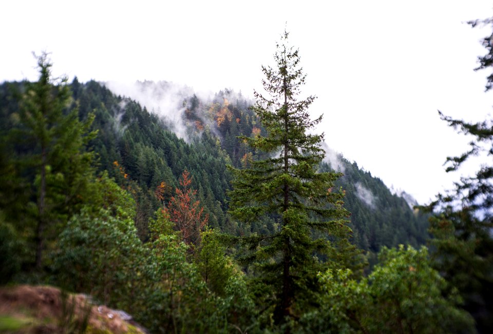 Near Mt. Rainier national park 2