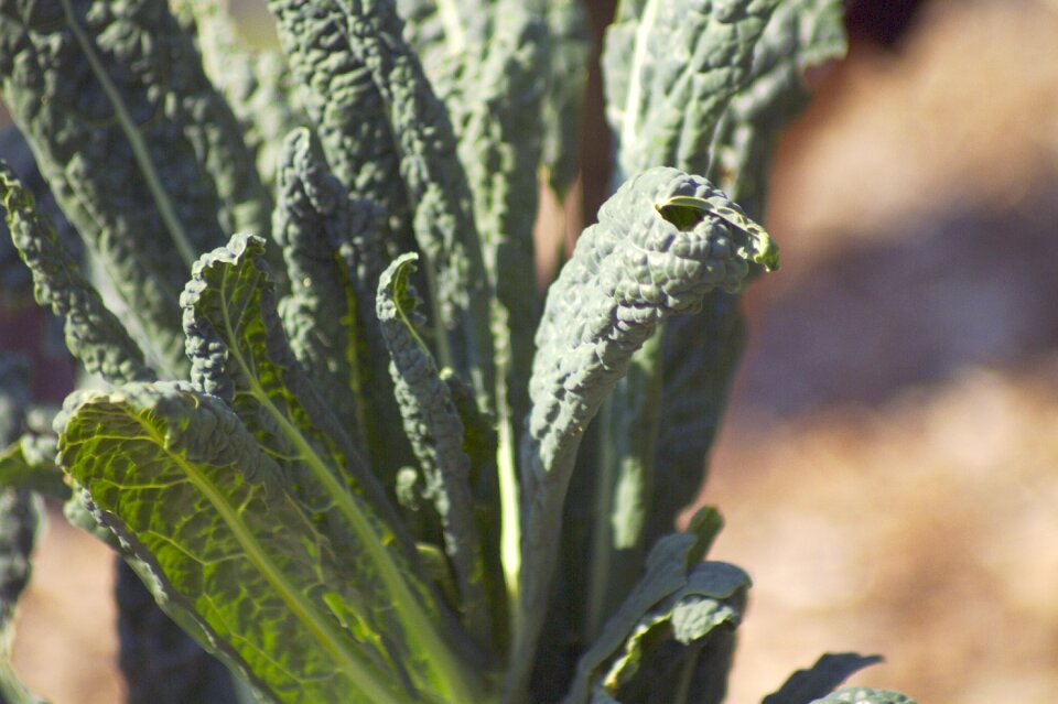 Plant food vegetable