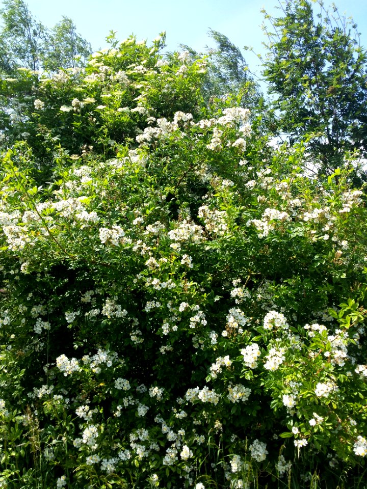 Rosa multiflora #2 (3.5m hoog)