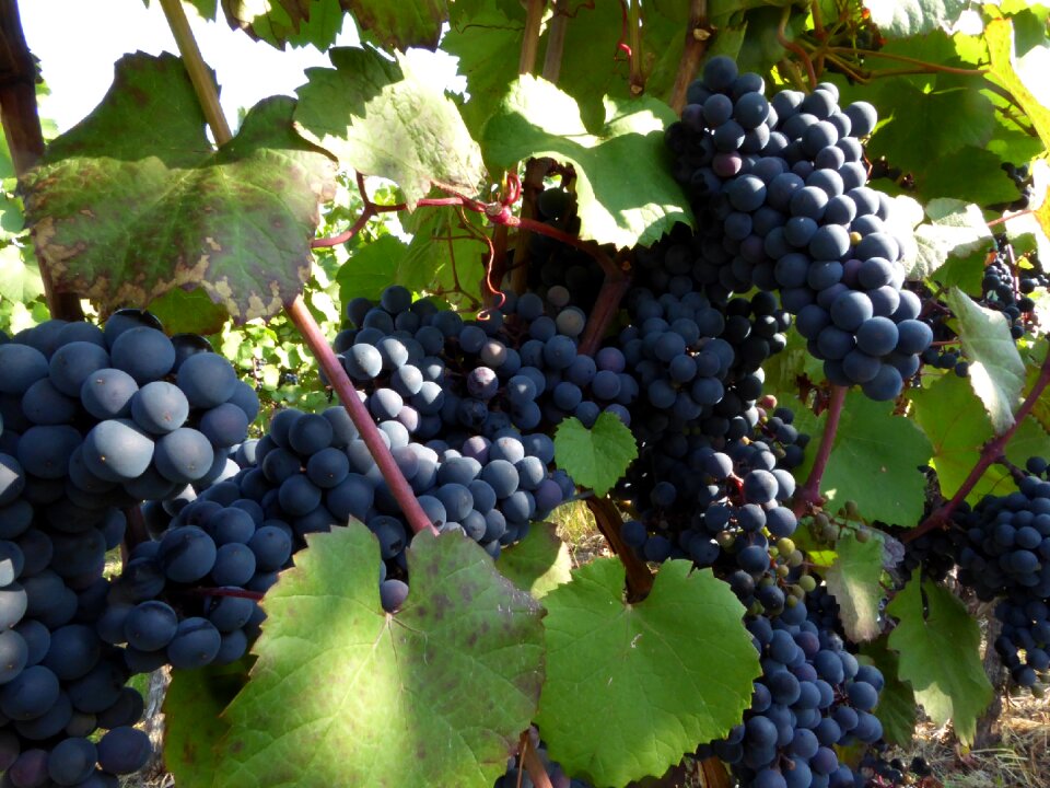 Rebstock vineyard grapes