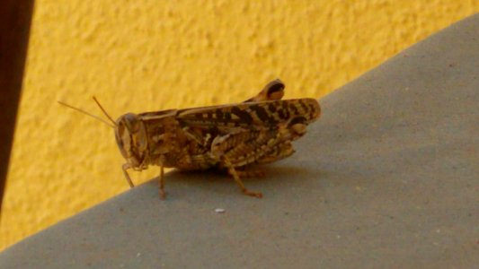 Grillo