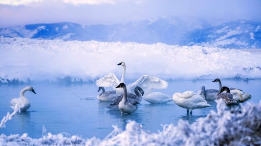 TrumpeterWinter ROW0041165745 1366x768